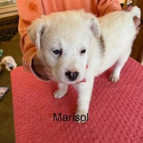 A baby medium-sized female White / Cream Mixed Breed dog named Marisol for adoption in Alexandria, VA