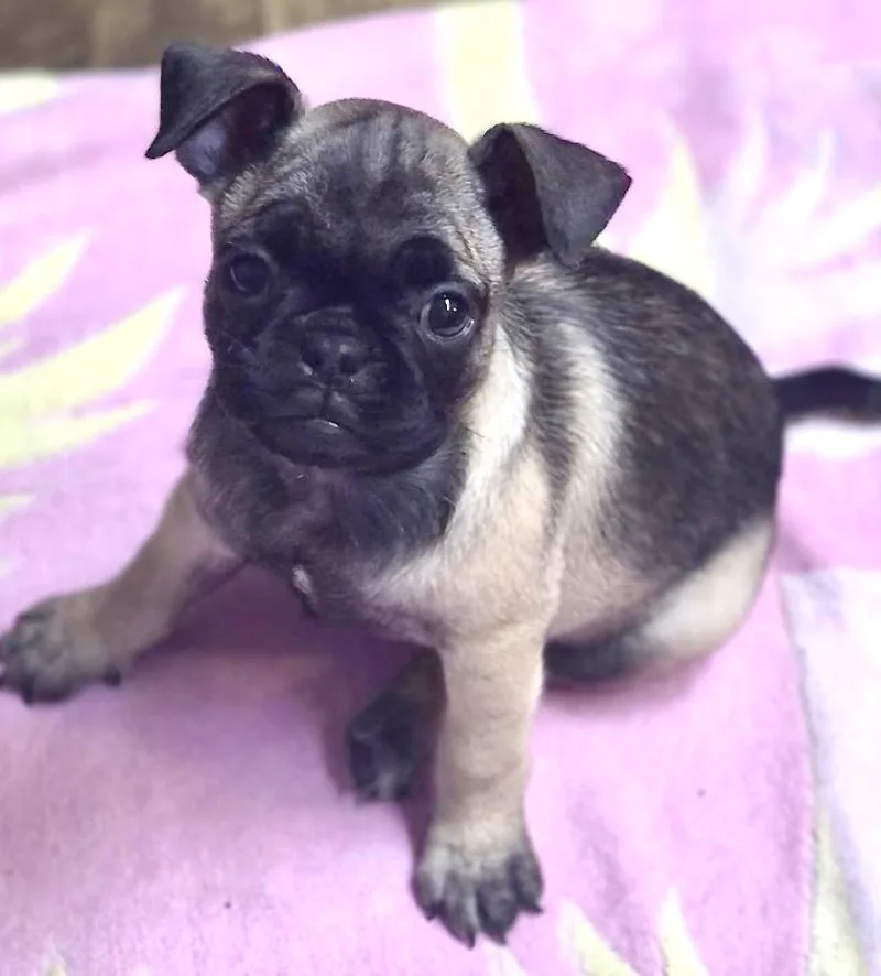 A baby small-sized female Apricot / Beige Pug dog named Jigglypuff for adoption in Los Angeles, CA