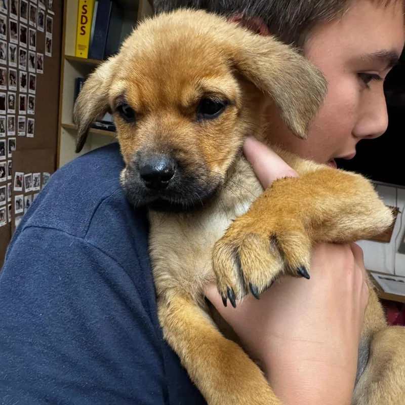 A baby small-sized female Yellow / Tan / Blond / Fawn Black Labrador Retriever dog named Puppy for adoption in Carlin, NV