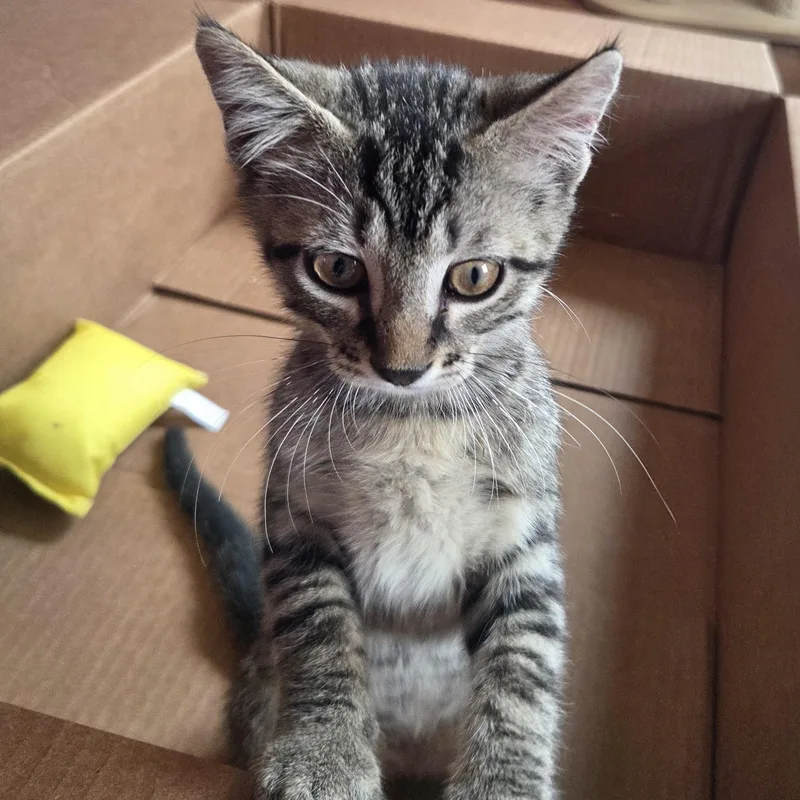 A baby medium-sized male Tabby (Gray / Blue / Silver) Domestic Short Hair cat named Slim Jim for adoption in Liverpool, TX
