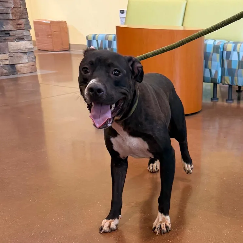 An adult medium-sized female Black Pit Bull Terrier dog named Minnie for adoption in Lynchburg, VA