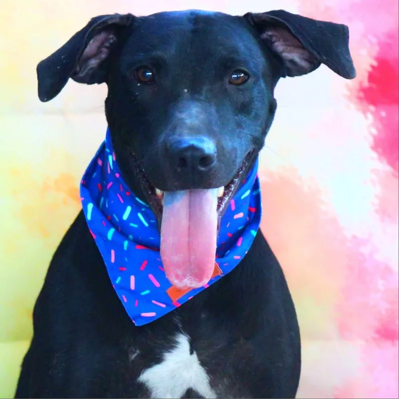 Flash Jum thumbnail 2