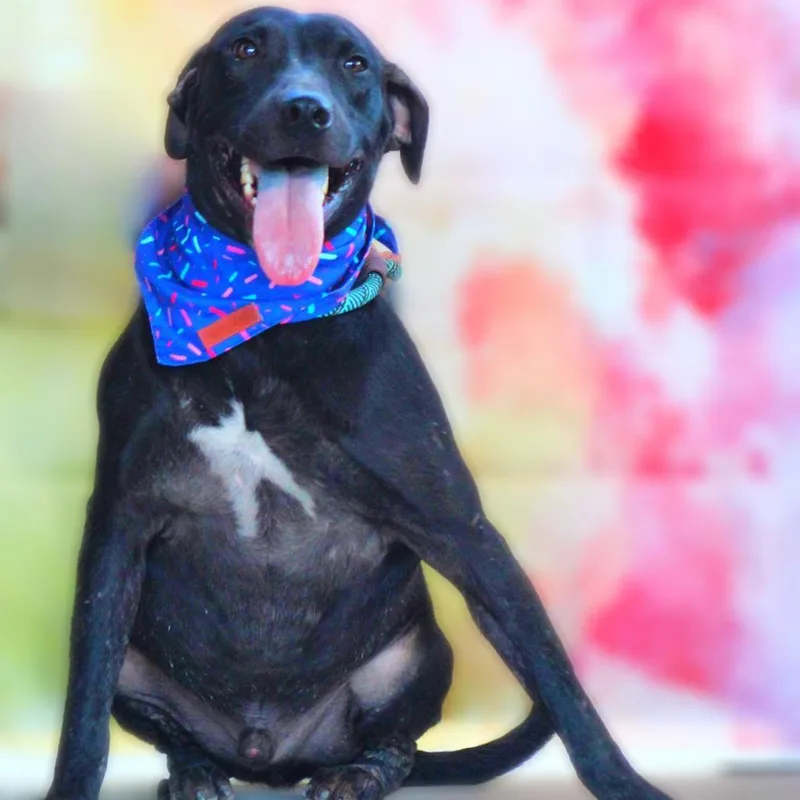 Flash Jum thumbnail 3