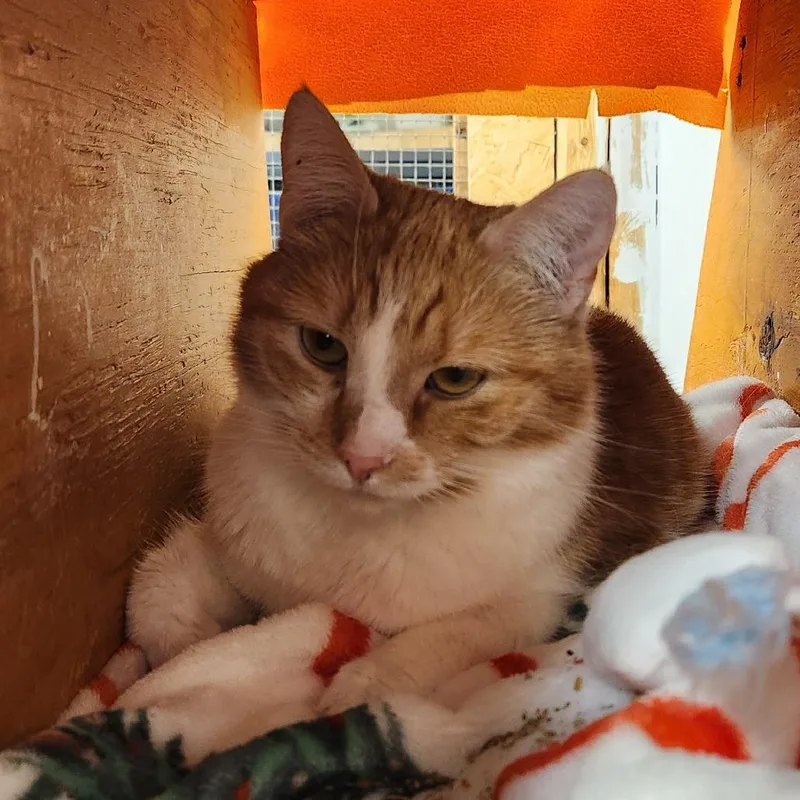 An adult medium-sized female Orange / Red Domestic Short Hair cat named Maxine for adoption in Delaware, OH