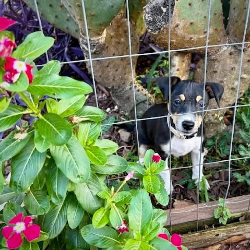 A baby small-sized female Rat Terrier dog named Hannah for adoption in Atlanta, GA