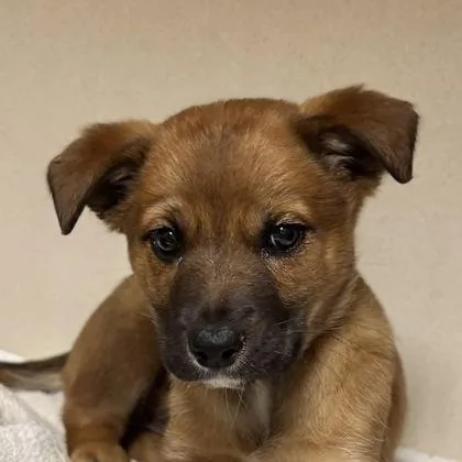 A young small-sized female Shepherd dog named Angel for adoption in San Francisco, CA