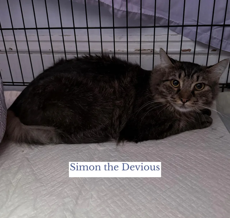 A young large-sized male Tabby (Brown / Chocolate) Domestic Long Hair cat named Simon The Devious for adoption in Berkeley Springs, WV