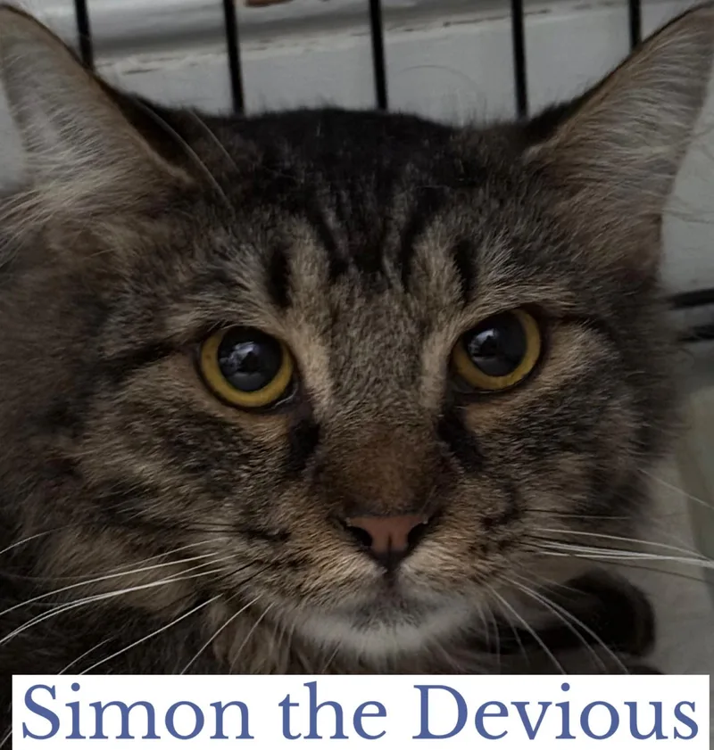 Simon The Devious thumbnail 2