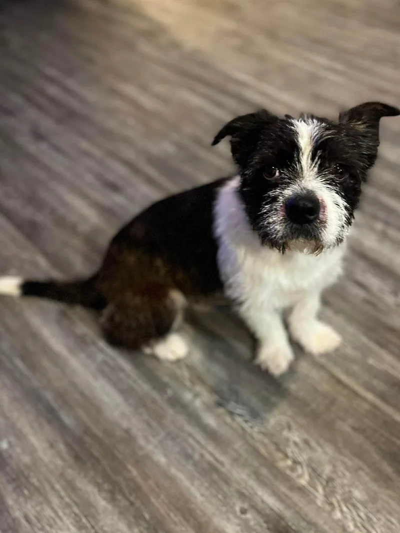 A young small-sized male Terrier dog named Diesel for adoption in Elkhorn, WI
