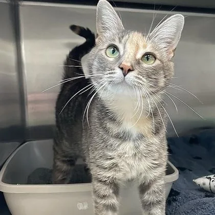 A young medium-sized female Gray / Blue / Silver Domestic Short Hair cat named Delilah for adoption in Tinley Park, IL