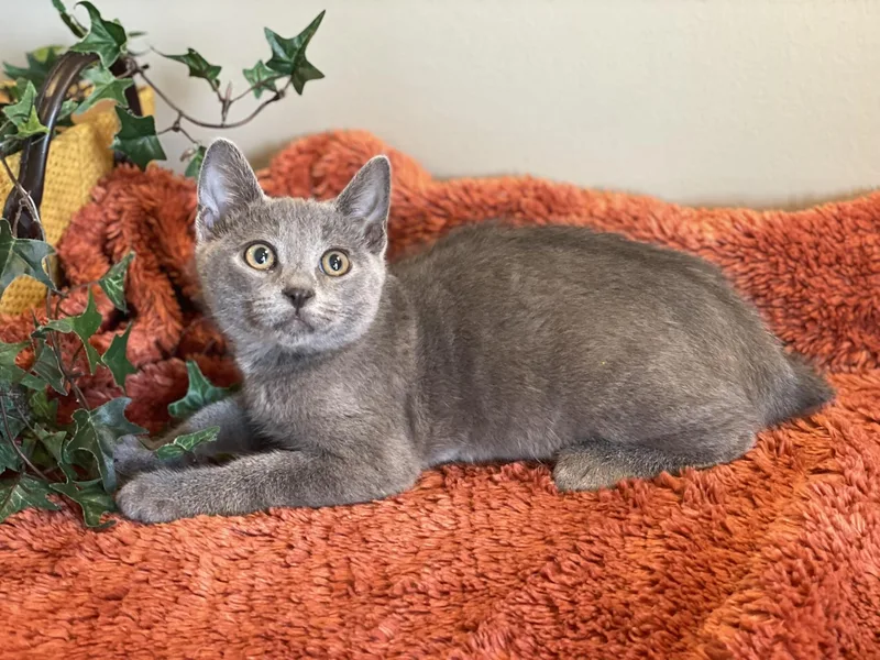 A baby medium-sized male Gray / Blue / Silver Domestic Short Hair cat named River for adoption in Taylor, MI