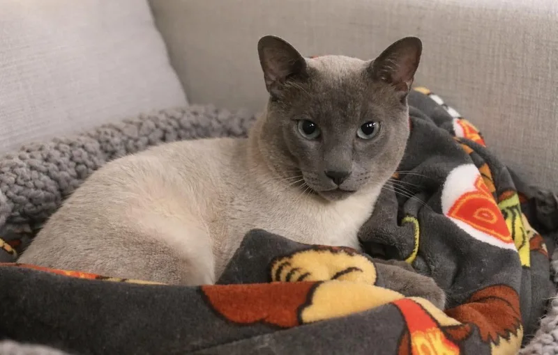 Maverick thumbnail 2