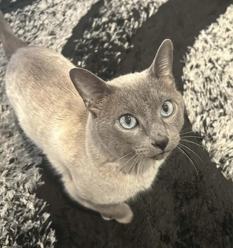 Maverick thumbnail 4