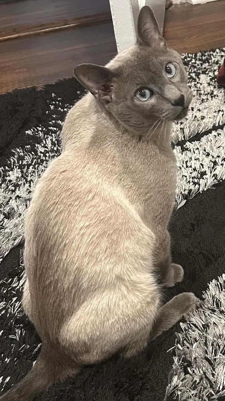 Maverick thumbnail 5