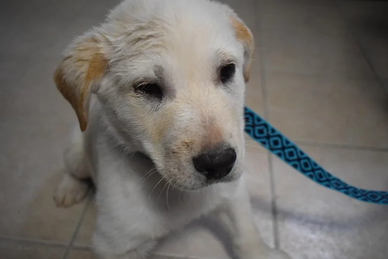 A baby small-sized male Husky dog named Siku for adoption in Pahrump, NV