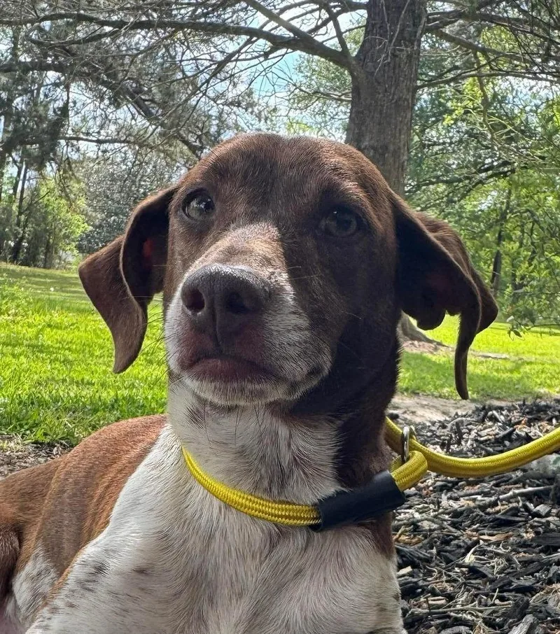 Cinnamon thumbnail 2