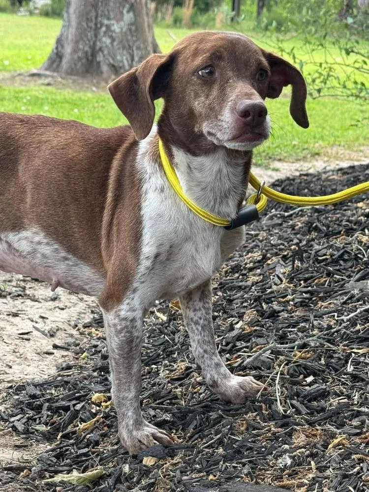 Cinnamon thumbnail 3