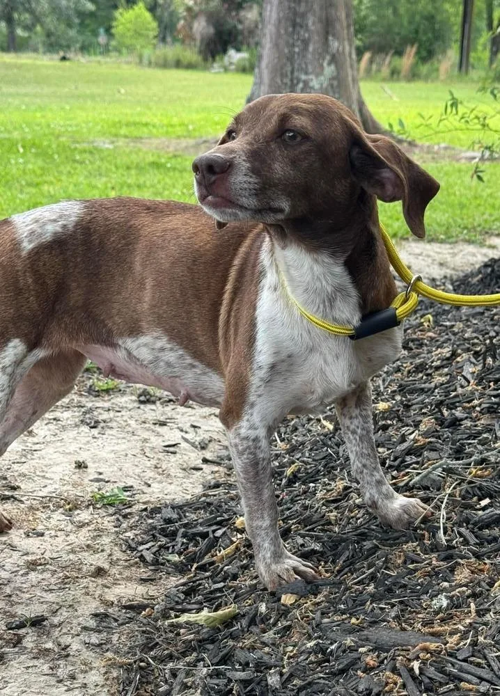 Cinnamon thumbnail 4