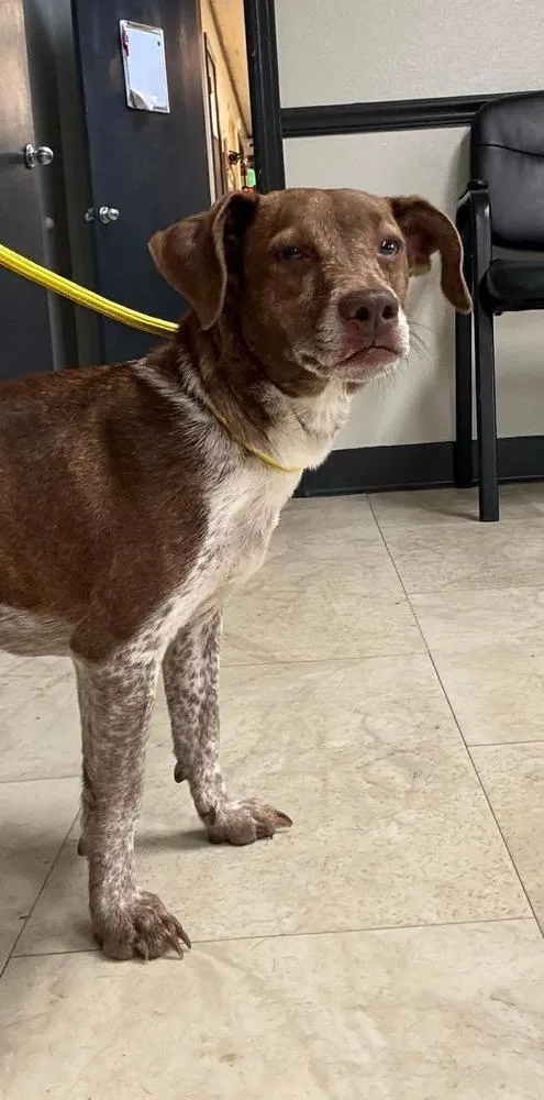 Cinnamon thumbnail 5