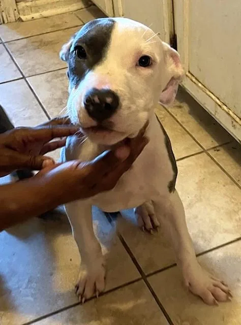A baby large-sized male Pit Bull Terrier dog named Milo for adoption in Germantown, TN
