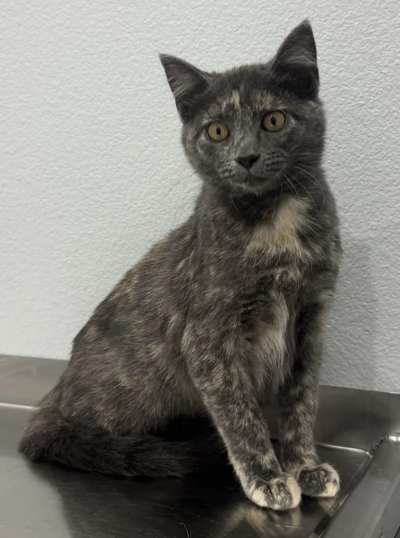 A young medium-sized female Dilute Tortoiseshell Domestic Short Hair cat named Desi for adoption in Pella, IA