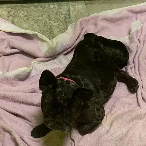 A senior small-sized female Gray / Blue / Silver French Bulldog dog named Posie for adoption in Spokane, WA
