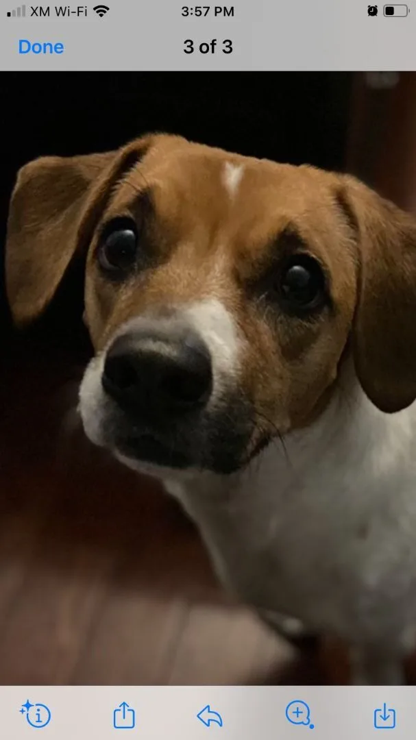 An adult medium-sized female Brown / Chocolate Beagle dog named Alice for adoption in Silver Spring, MD