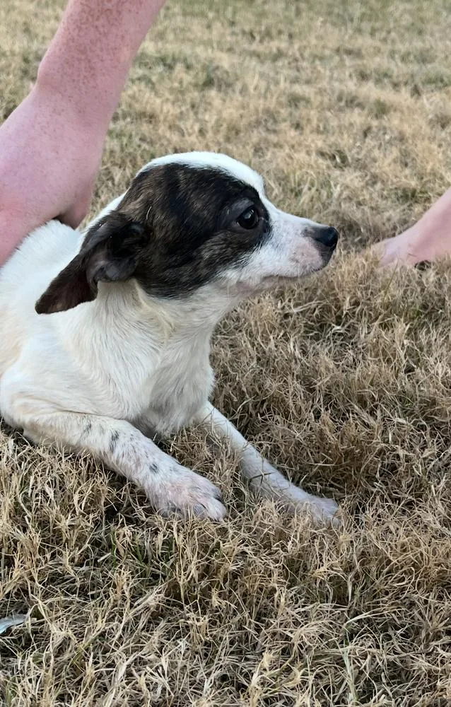 A young small-sized female Chihuahua dog named Ava for adoption in Mesquite, TX