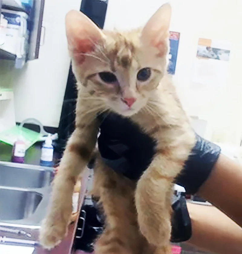 A baby medium-sized female Tabby (Orange / Red) Domestic Short Hair cat named Twiggy for adoption in Nashville, TN