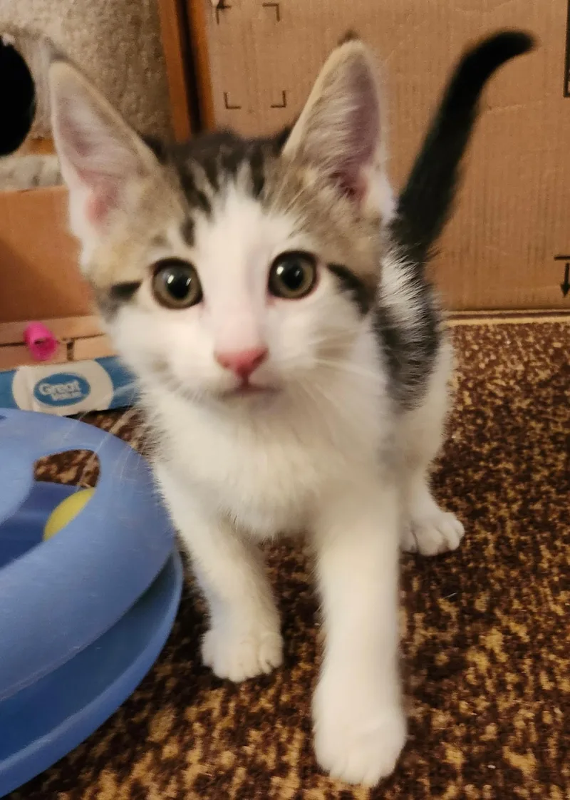 A baby small-sized male White Domestic Medium Hair cat named Beau for adoption in Gilbert, AZ