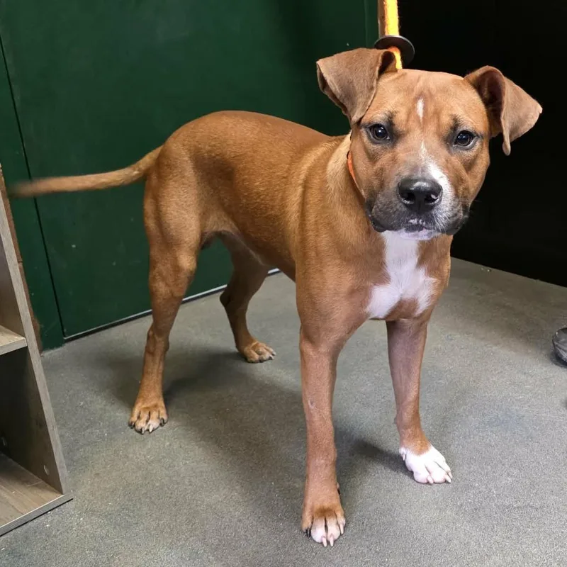 An adult medium-sized male Yellow / Tan / Blond / Fawn Boxer dog named Trout for adoption in Hamilton, GA