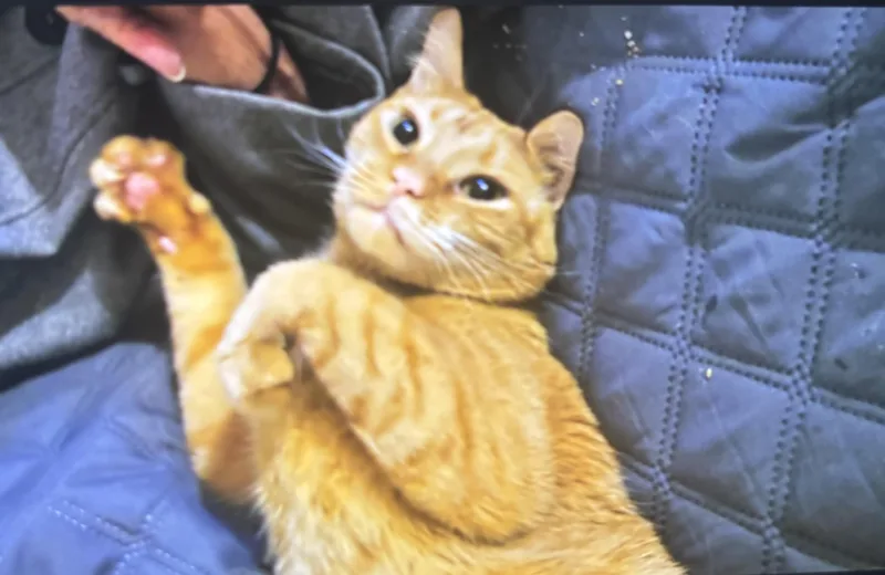 An adult medium-sized male Orange / Red Tabby cat named Dylan for adoption in St. Louis, MO