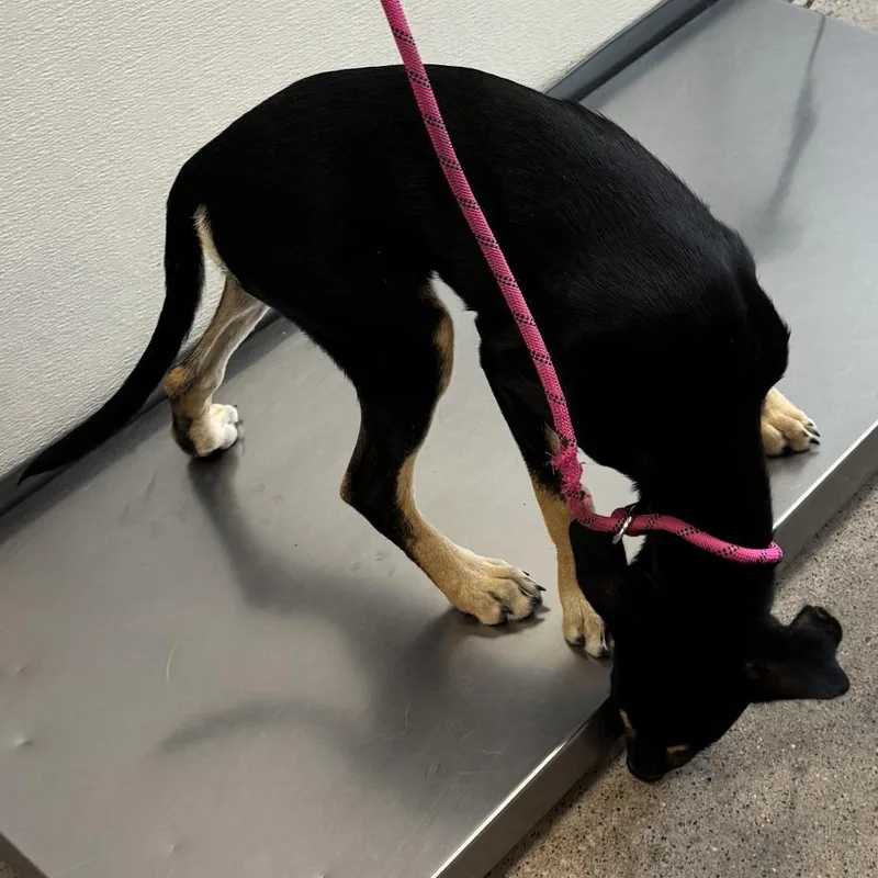 A baby small-sized female Black Mixed Breed dog named Uma for adoption in Las Cruces, NM