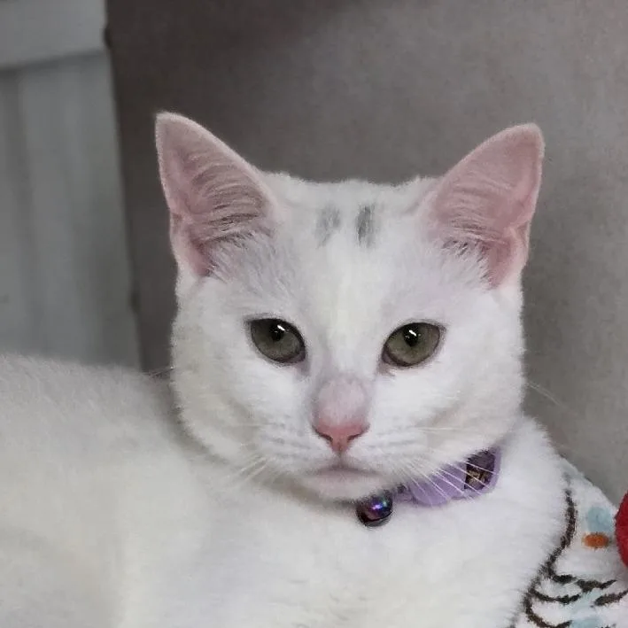 A young small-sized female White Domestic Short Hair cat named Angel for adoption in Lexington, SC