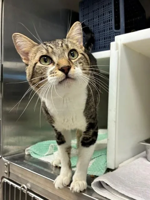 A young medium-sized male Domestic Short Hair cat named Cafe for adoption in Brighton, CO