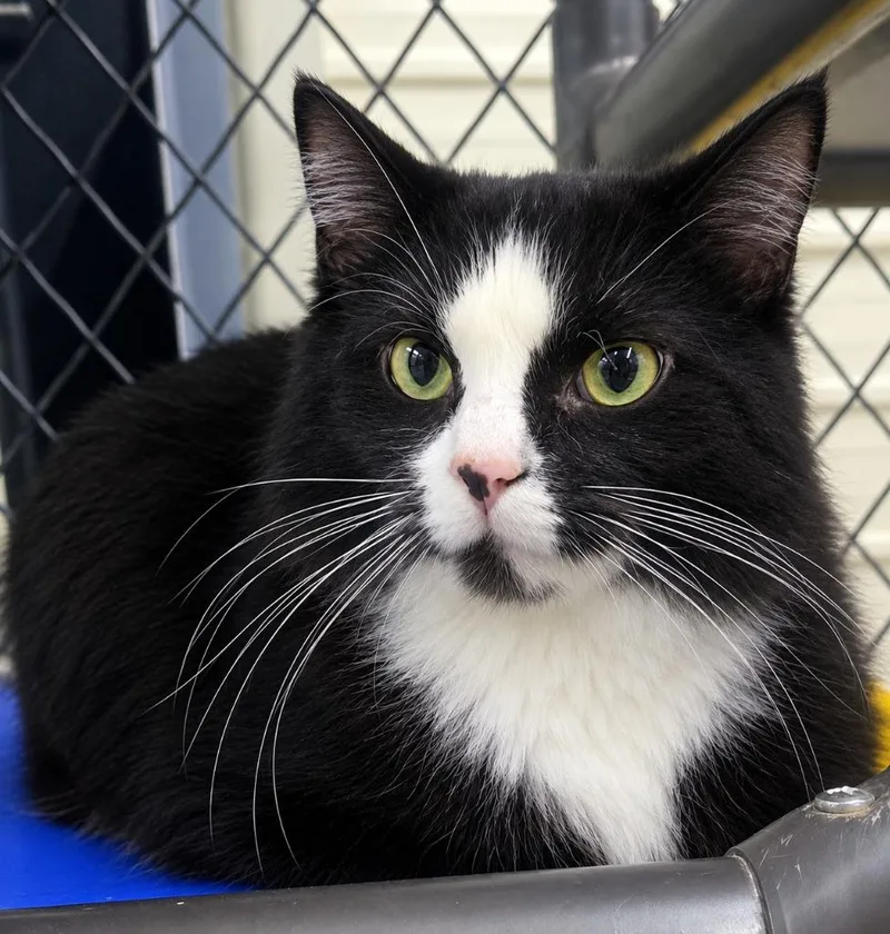 An adult large-sized female Domestic Long Hair cat named Fluffy for adoption in Lagrange, IN