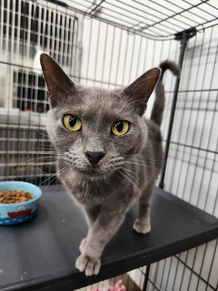 An adult medium-sized female Gray / Blue / Silver Domestic Short Hair cat named Ophelia for adoption in Winthrop, ME