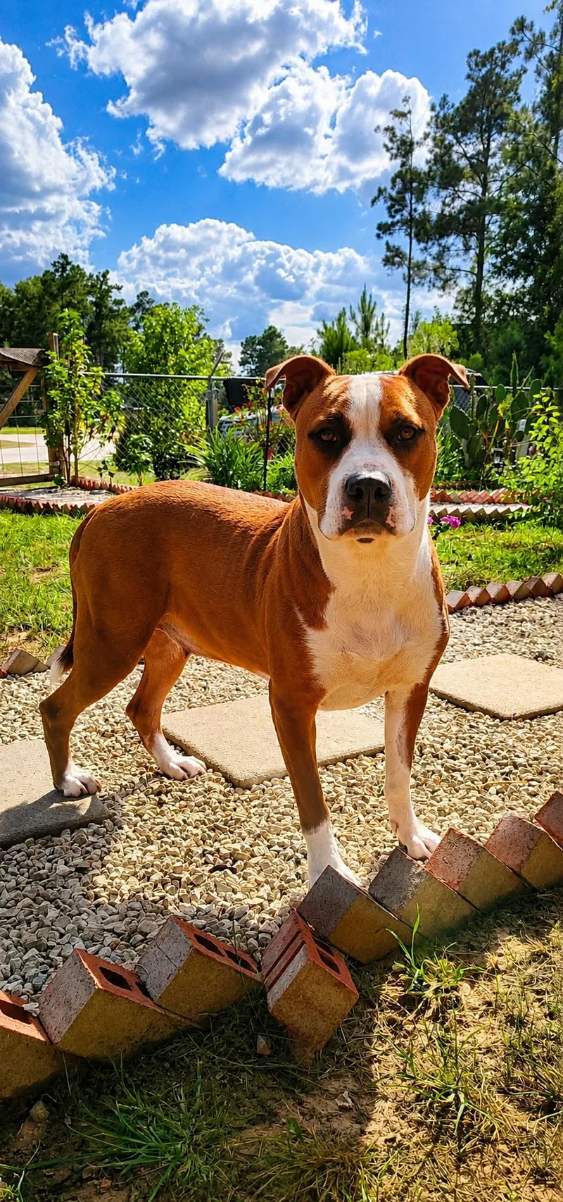 A young medium-sized female Golden Boxer dog named Kandra for adoption in Humble, TX