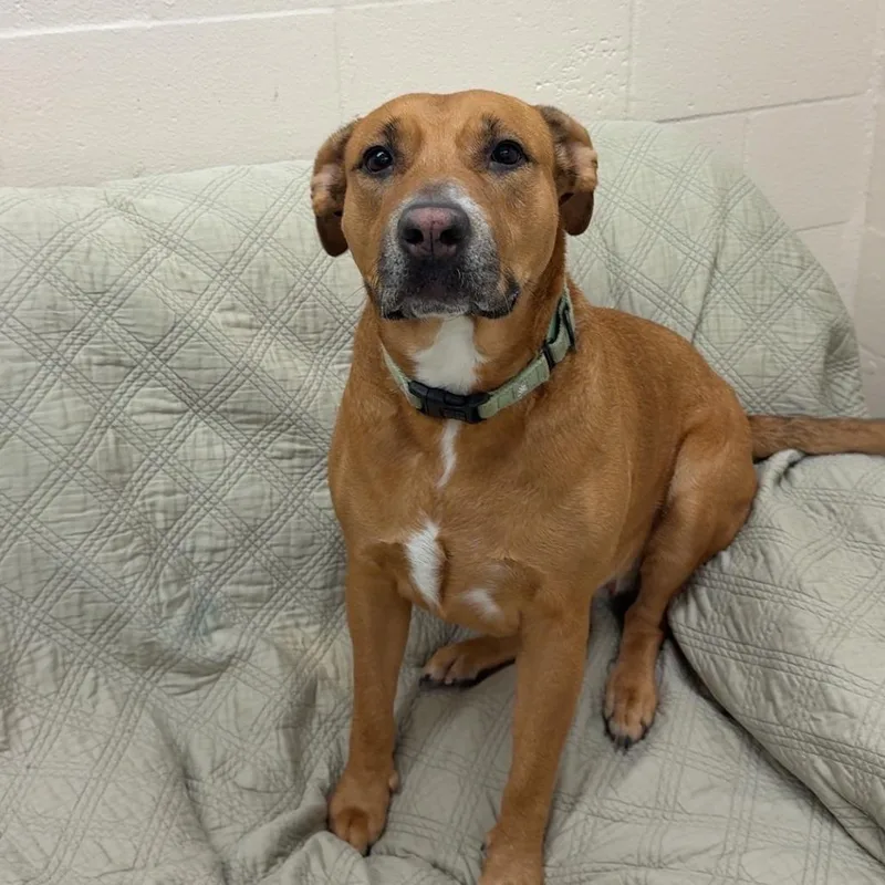 Butterbean thumbnail 3