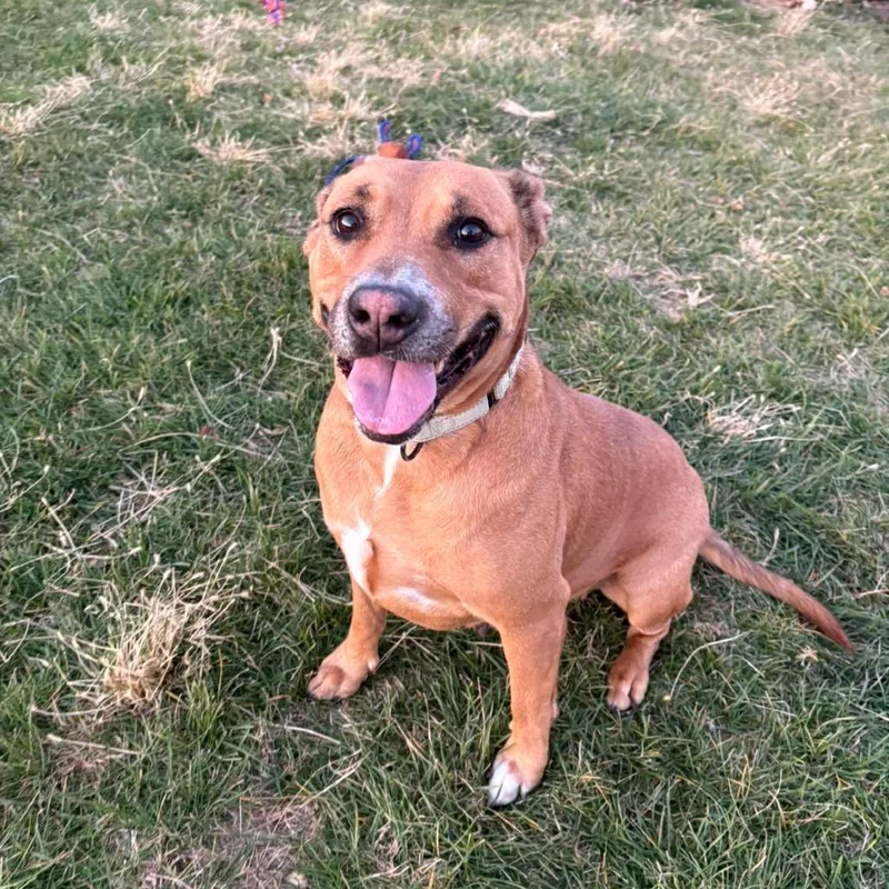 Butterbean thumbnail 4