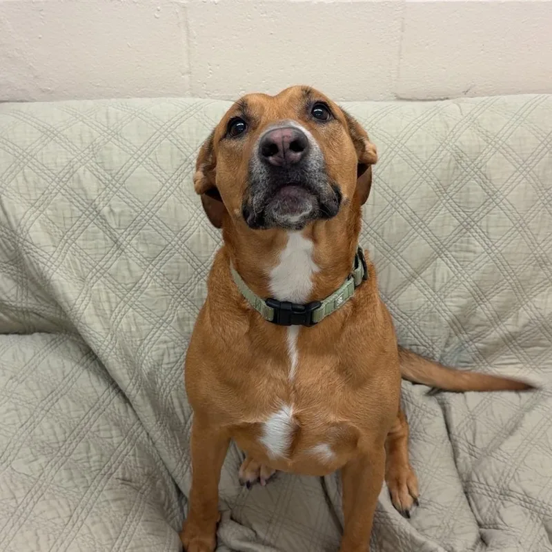 Butterbean thumbnail 5