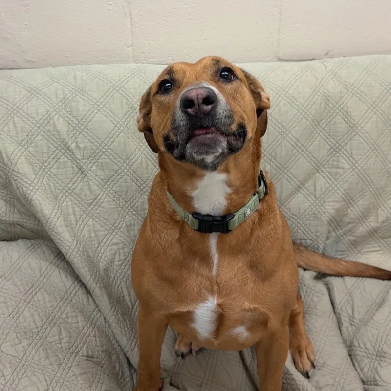 Butterbean thumbnail 6