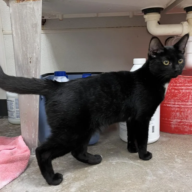 An adult medium-sized male Black Domestic Short Hair cat named Hermit Crab for adoption in York, PA
