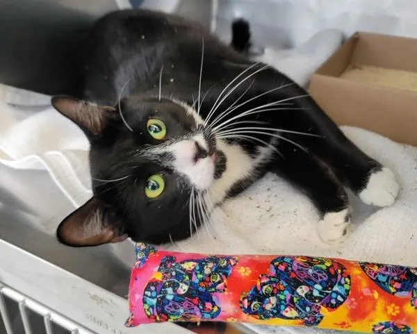 A young medium-sized male Domestic Short Hair cat named Rey for adoption in Staten Island, NY