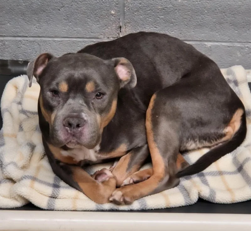 An adult medium-sized female American Bully dog named Daisy for adoption in Dandridge, TN