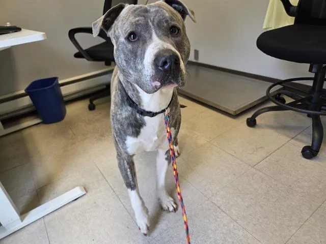 An adult medium-sized male Pit Bull Terrier dog named Zuko for adoption in Kent, WA