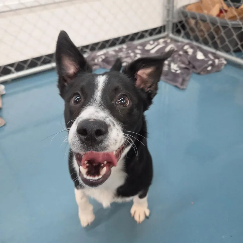 A baby medium-sized male Black Corgi dog named Freckles for adoption in Crystal Lake, IL