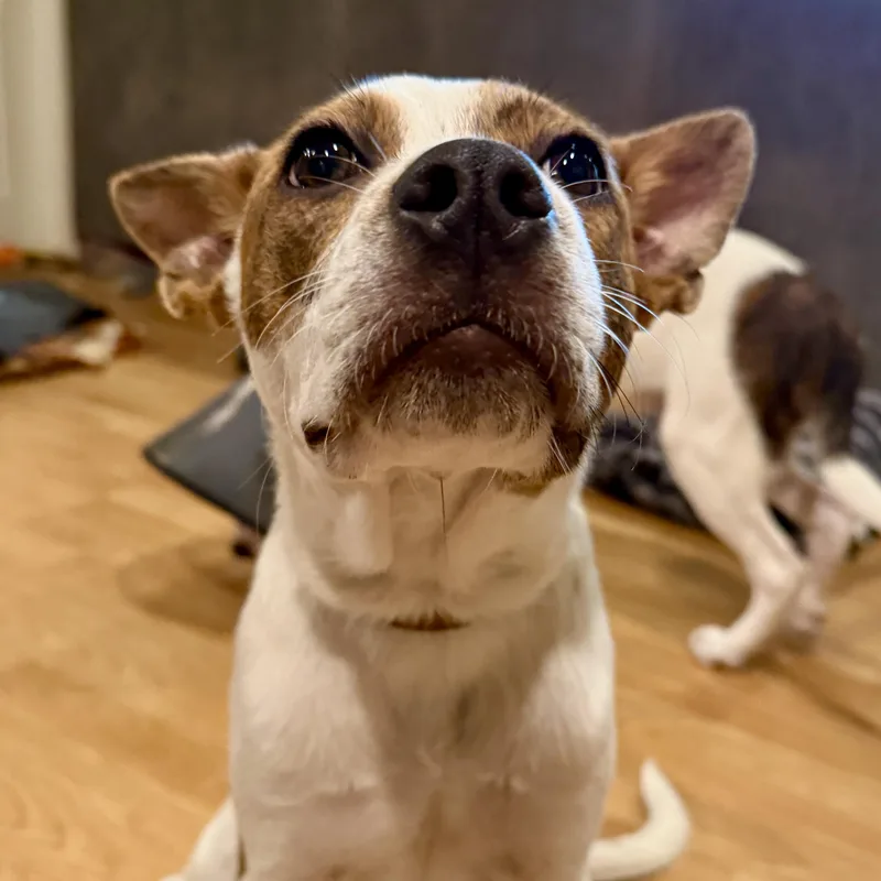 Reese thumbnail 3