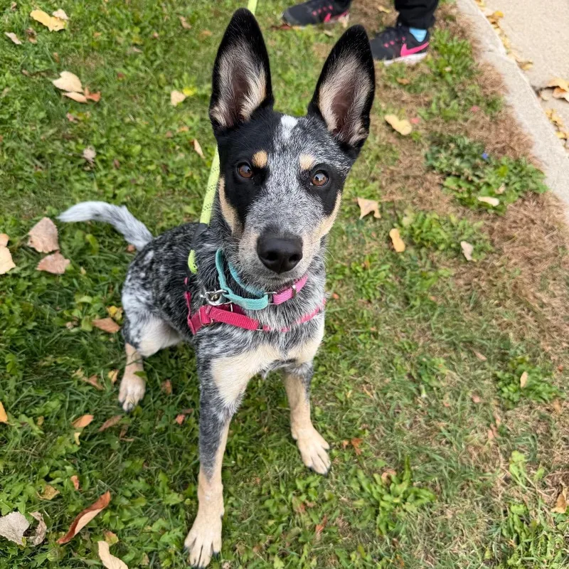 A young small-sized female Black Mixed Breed dog named Firefly for adoption in Oshkosh, WI