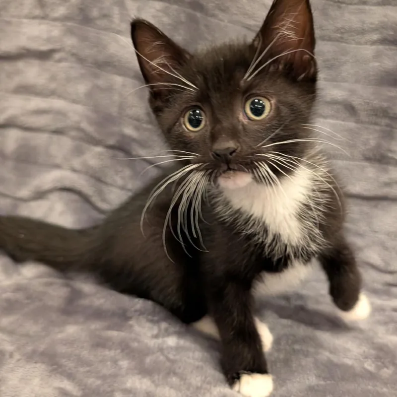 A baby small-sized male Gray / Blue / Silver Domestic Short Hair cat named Loki for adoption in Oceanside, NY